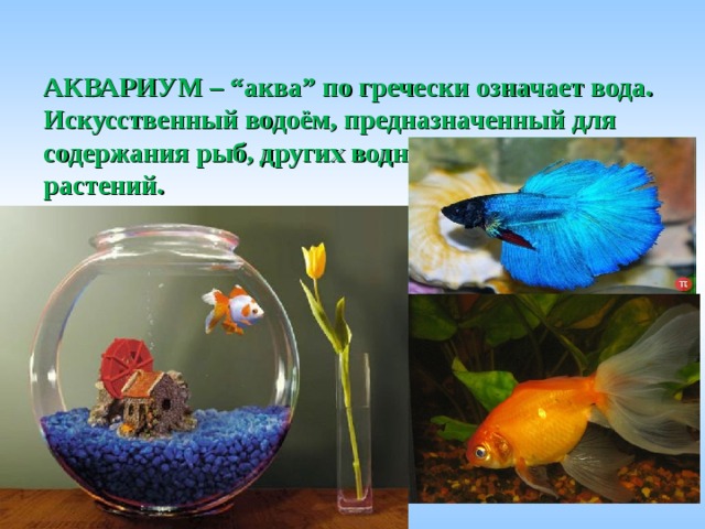 АКВАРИУМ – “аква” по гречески означает вода. Искусственный водоём, предназначенный для содержания рыб, других водных животных и растений.   