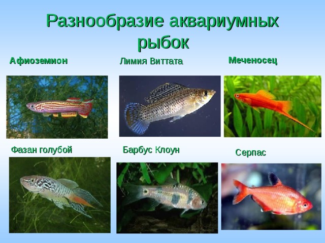 Разнообразие аквариумных рыбок Меченосец Афиоземион Лимия Виттата Барбус Клоун Фазан голубой Серпас 
