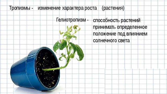 Тропизмы - изменение характера роста (растения) Гелиотропизм - способность растений принимать определенное положение под влиянием солнечного света 