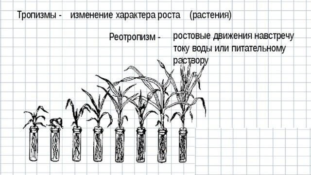 Тропизмы - изменение характера роста (растения) Реотропизм - ростовые движения навстречу току воды или питательному раствору 