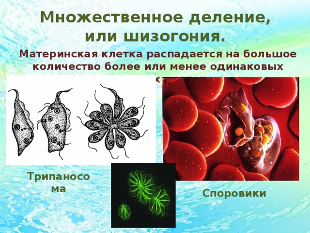 Презентация взаимоотношения между организмами 11 класс