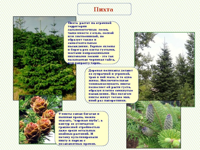 Пихта Пихта растет на огромной территории дальневосточных лесов, чаще вместе с елью, сосной или лиственницей, но образует также и самостоятельные насаждения. Горные склоны и берега рек одеты густыми, местами непроходимыми пихтовыми лесами - это так называемая черневая тайга, или попросту чернь. Деревья-великаны делают ее сумрачной и угрюмой, трав в ней мало, и те едва живы. Исключительная теневыносливость пихты позволяет ей расти густо, образуя плотно сомкнутые насаждения. Под пологом пихты живут только мхи, иной раз папоротники. У пихты самая богатая и пышная крона, можно сказать, 