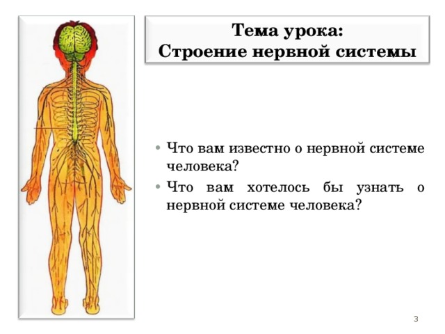 Тема урока: Строение нервной системы Что вам известно о нервной системе человека? Что вам хотелось бы узнать о нервной системе человека?  2 
