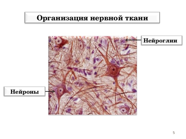 Организация нервной ткани Нейроглии   Нейроны Функция нейронов - восприятие и проведение нервных импульсов. Функция нейроглиев - опора, питание, защита нейронов. 5 5 