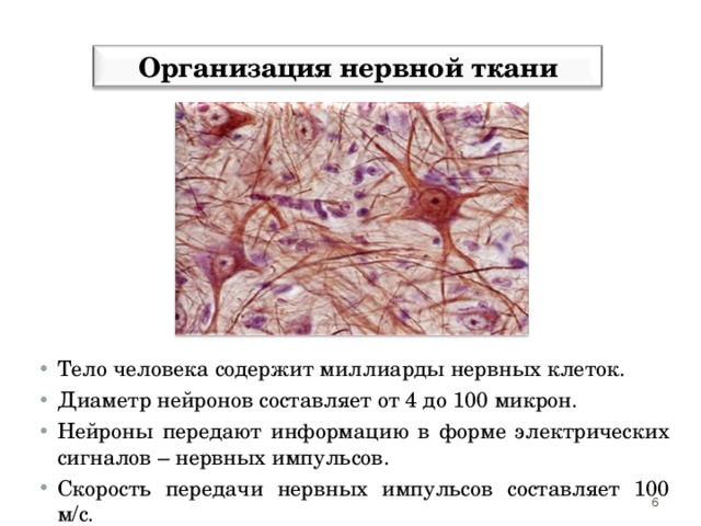 Организация нервной ткани Тело человека содержит миллиарды нервных клеток. Диаметр нейронов составляет от 4 до 100 микрон. Нейроны передают информацию в форме электрических сигналов – нервных импульсов. Скорость передачи нервных импульсов составляет 100 м/с. 5 6 