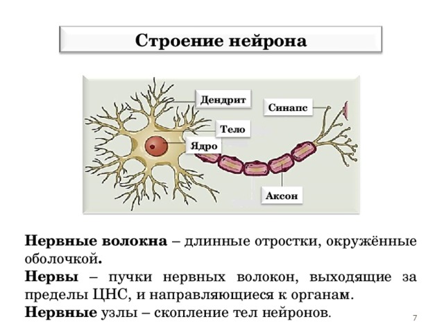 Строение нейрона Дендрит Синапс Тело Ядро Аксон Дендриты воспринимают и передают импульсы к телу клетки. Аксоны передают импульсы от тела клетки к другому нейрону или рабочему органу. Место контакта нейронов друг с другом или другими клетками, называется синапсом. Нервные волокна – длинные отростки, окружённые оболочкой . Нервы – пучки нервных волокон, выходящие за пределы ЦНС, и направляющиеся к органам. Нервные узлы – скопление тел нейронов .  7 7 