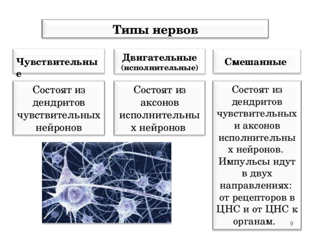 Типы нервов  Чувствительные  Двигательные (исполнительные)  Смешанные  Состоят из дендритов чувствительных нейронов Состоят из аксонов исполнительных нейронов Состоят из дендритов чувствительных и аксонов исполнительных нейронов. Импульсы идут в двух направлениях: от рецепторов в ЦНС и от ЦНС к органам. 9 