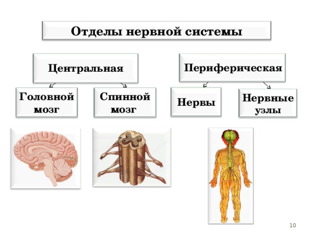 Отделы нервной системы  Периферическая   Центральная    Нервы  Головной мозг Спинной мозг Нервные узлы 10 10 