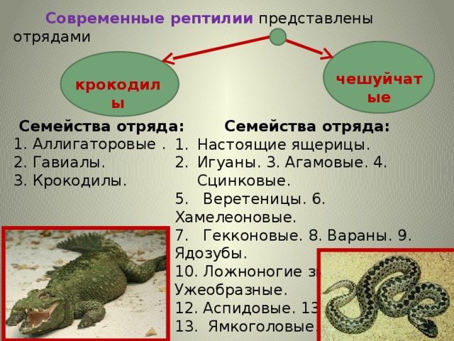  Современные рептилии представлены отрядами чешуйчатые крокодилы   Семейства отряда: Настоящие ящерицы. Игуаны. 3. Агамовые. 4. Сцинковые. 5. Веретеницы. 6. Хамелеоновые. 7. Гекконовые. 8. Вараны. 9. Ядозубы. 10. Ложноногие змеи. 11. Ужеобразные. 12. Аспидовые. 13. Гадюки. 13. Ямкоголовые. Семейства отряда: 1. Аллигаторовые . 2. Гавиалы. 3. Крокодилы. 