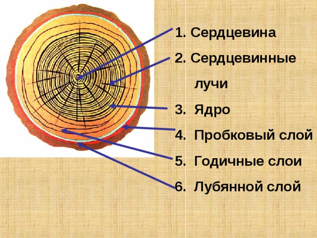 Внутреннее строение сердцевины