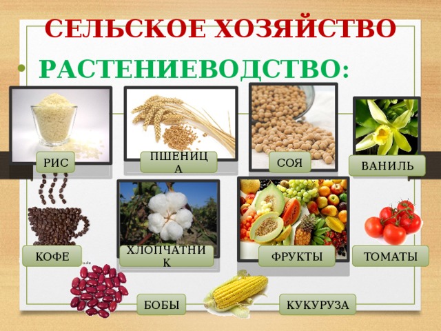 СЕЛЬСКОЕ ХОЗЯЙСТВО   РАСТЕНИЕВОДСТВО: РИС СОЯ ПШЕНИЦА ВАНИЛЬ ФРУКТЫ ТОМАТЫ ХЛОПЧАТНИК КОФЕ КУКУРУЗА БОБЫ 