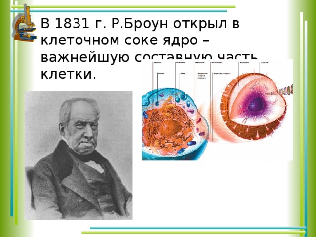 В 1831 г. Р.Броун открыл в клеточном соке ядро – важнейшую составную часть клетки. 