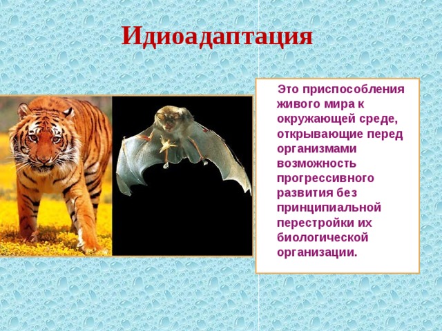  Идиоадаптация  Это приспособления живого мира к окружающей среде, открывающие перед организмами возможность прогрессивного развития без принципиальной перестройки их биологической организации. 