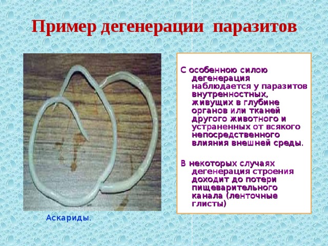 Пример дегенерации паразитов С особенною силою дегенерация наблюдается у паразитов внутренностных, живущих в глубине органов или тканей другого животного и устраненных от всякого непосредственного влияния внешней среды. В некоторых случаях дегенерация строения доходит до потери пищеварительного канала (ленточные глисты)  Аскариды. 