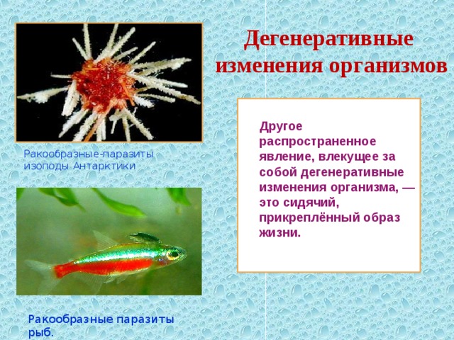 Дегенеративные изменения организмов  Другое распространенное явление, влекущее за собой дегенеративные изменения организма, — это сидячий, прикреплённый образ жизни.  Ракообразные-паразиты изоподы Антарктики Ракообразные паразиты рыб. 