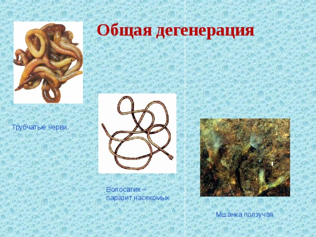 Общая дегенерация Трубчатые черви. Волосатик – паразит насекомых Мшанка ползучая 