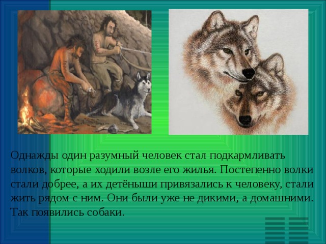 Стань волком. Однажды один разумный человек стал подкармливать Волков. Волки Волчья сталь. Волк который стал добрым. Подкармливание волка.