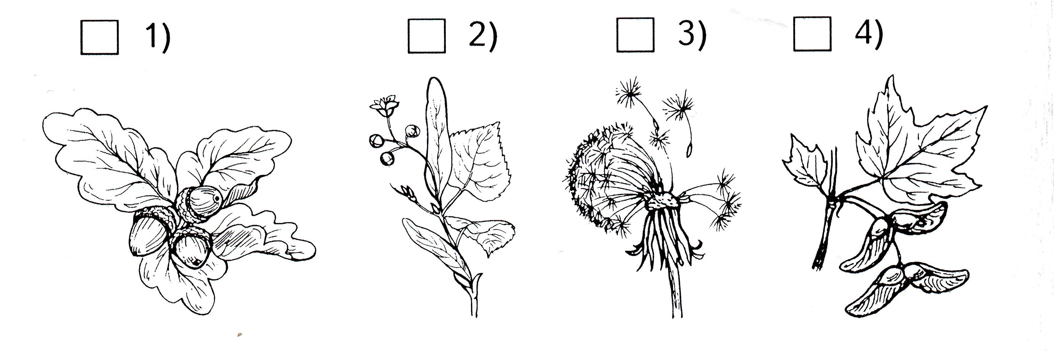 Семена каких растений распространяются ветром 3 класс