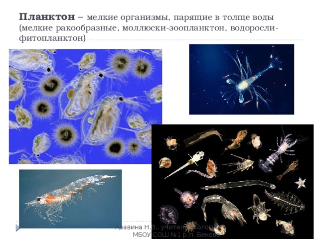 Организмы обитающие в толще воды. Планктонные организмы. Мелкий планктон. Фитопланктон мелкие рачки. Мелкие планктонные организмы.