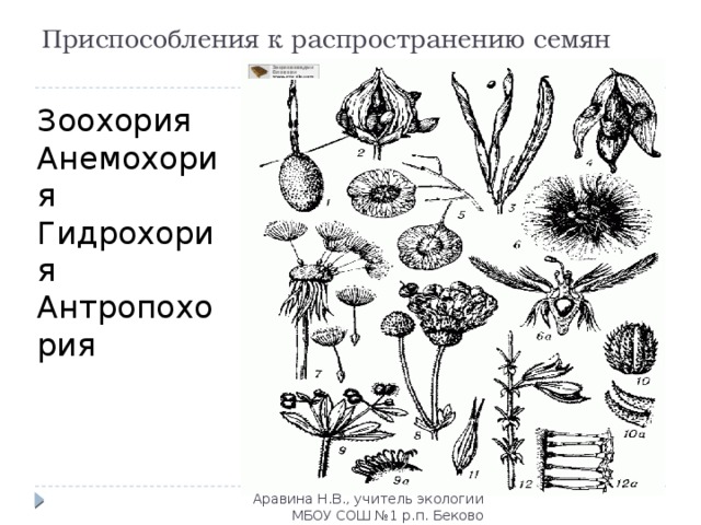 Приспособление семян. Анемохория гидрохория. Гидрохория приспособления. Приспособления семян к распространению. Приспособления семян к зоохории.