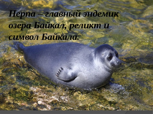 Нерпа – главный эндемик озера Байкал, реликт и символ Байкала. 
