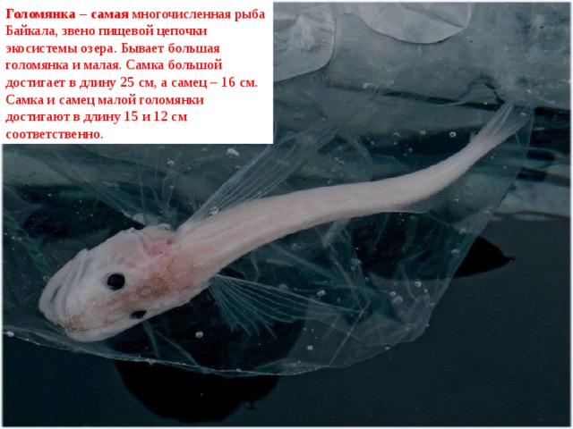 Голомянка – самая многочисленная рыба Байкала, звено пищевой цепочки экосистемы озера. Бывает большая голомянка и малая. Самка большой достигает в длину 25 см, а самец – 16 см. Самка и самец малой голомянки достигают в длину 15 и 12 см соответственно. 