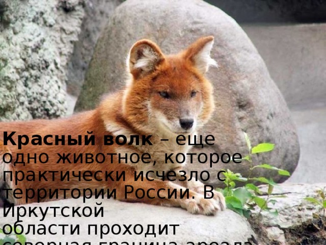 Красный волк  – еще одно животное, которое практически исчезло с территории России. В Иркутской области проходит северная граница ареала этого хищника. 