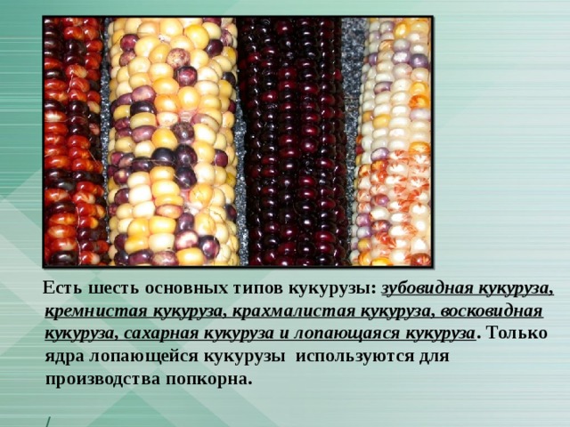  Есть шесть основных типов кукурузы: зубовидная кукуруза, кремнистая кукуруза, крахмалистая кукуруза, восковидная кукуруза, сахарная кукуруза и лопающаяся кукуруза . Только ядра лопающейся кукурузы используются для производства попкорна.   / 