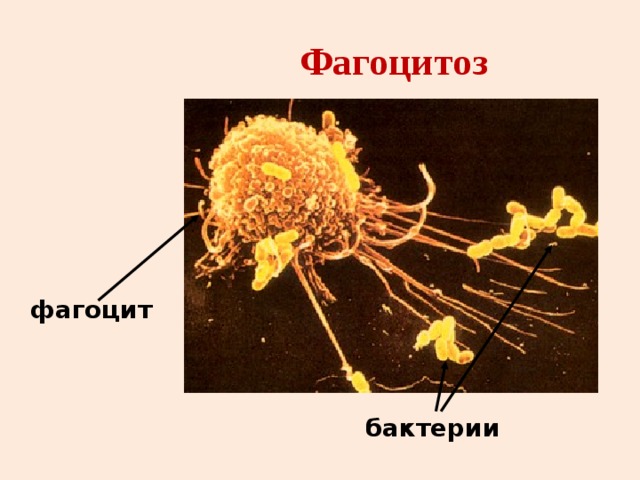 Фагоцитоз фагоцит бактерии 