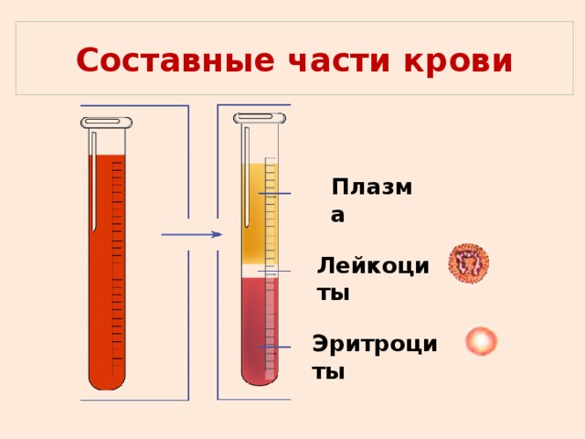 Составные части крови  Плазма Лейкоциты Эритроциты 