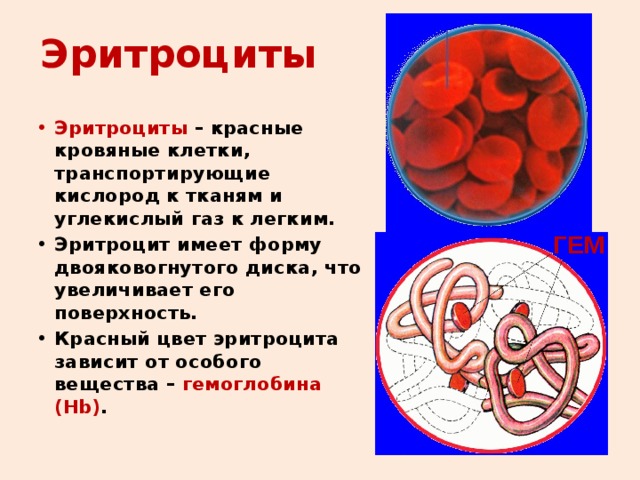 Эритроциты Эритроциты – красные кровяные клетки, транспортирующие кислород к тканям и углекислый газ к легким. Эритроцит имеет форму двояковогнутого диска, что увеличивает его поверхность. Красный цвет эритроцита зависит от особого вещества – гемоглобина (Hb) . ГЕМ 
