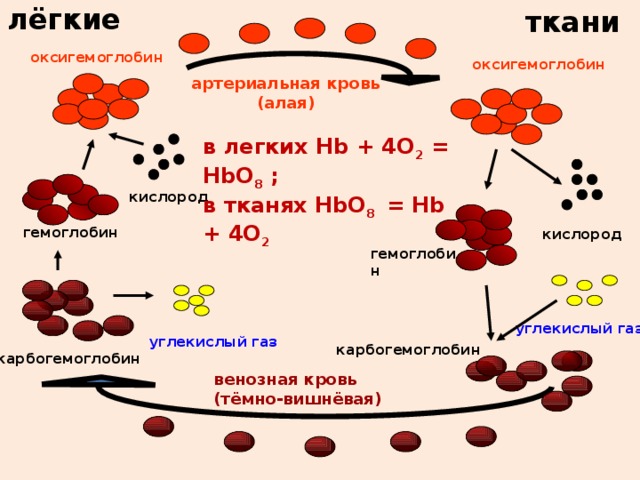 лёгкие ткани оксигемоглобин оксигемоглобин артериальная кровь (алая) в легких Hb + 4O 2 = HbO 8 ; в тканях HbO 8 = Hb + 4О 2 кислород гемоглобин кислород гемоглобин углекислый газ углекислый газ карбогемоглобин карбогемоглобин  венозная кровь (тёмно-вишнёвая) 