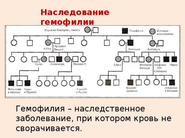 Схема наследования гемофилии у человека