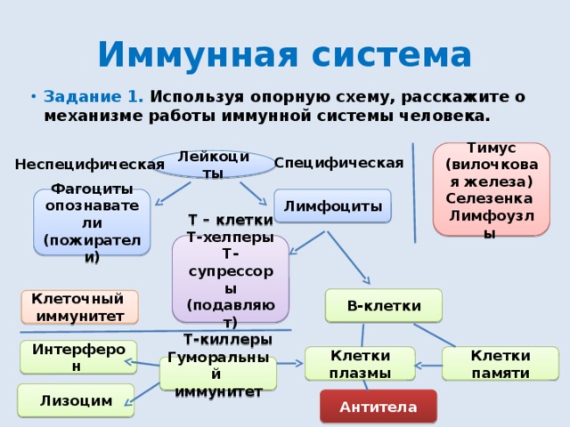 Схема функциональных отделов иммунной системы