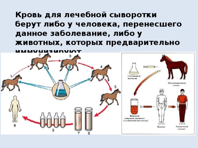 Кровь для лечебной сыворотки берут либо у человека, перенесшего данное заболевание, либо у животных, которых предварительно иммунизируют. 