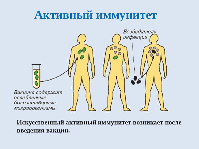 Искусственный активный иммунитет