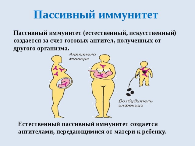 Пассивный иммунитет Пассивный иммунитет (естественный, искусственный) создается за счет готовых антител, полученных от другого организма. Естественный пассивный иммунитет создается антителами, передающимися от матери к ребенку. 