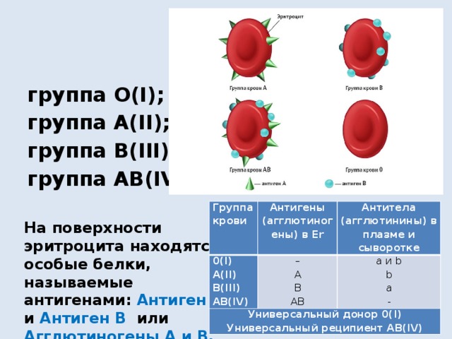группа О(I); группа А(II); группа В(III); группа АВ(IV). Группа крови 0(I) A(II) Антигены (агглютиногены) в Er Универсальный донор 0(I) Антитела (агглютинины) в плазме и сыворотке B(III) – a и b AB(IV) A Универсальный реципиент AB(IV) B b AB a - На поверхности эритроцита находятся особые белки, называемые антигенами: Антиген А и Антиген В или Агглютиногены А и В. 