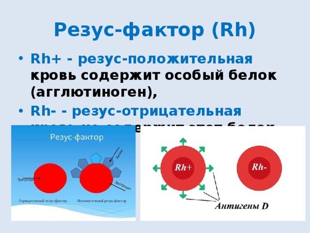 Резус-фактор (Rh) Rh+ - резус-положительная кровь содержит особый белок (агглютиноген), Rh- - резус-отрицательная кровь не содержит этот белок. 