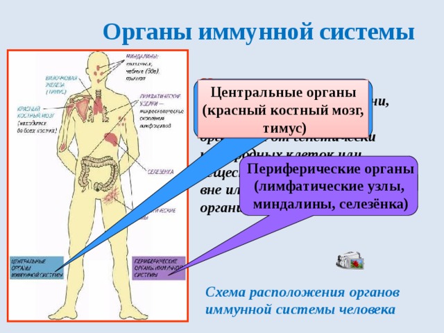 Как выглядит иммунная система человека фото