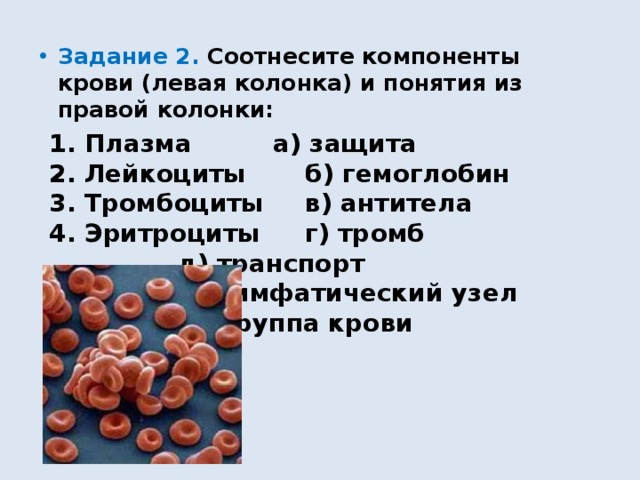 Задание 2. Соотнесите компоненты крови (левая колонка) и понятия из правой колонки: 1. Плазма    а) защита 2. Лейкоциты   б) гемоглобин 3. Тромбоциты   в) антитела 4. Эритроциты   г) тромб     д) транспорт     е) лимфатический узел     ж) группа крови 