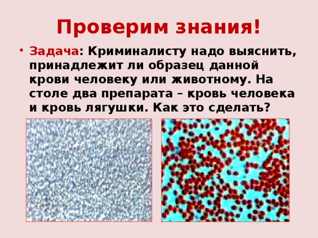 Проверим знания! Задача : Криминалисту надо выяснить, принадлежит ли образец данной крови человеку или животному. На столе два препарата – кровь человека и кровь лягушки. Как это сделать? 
