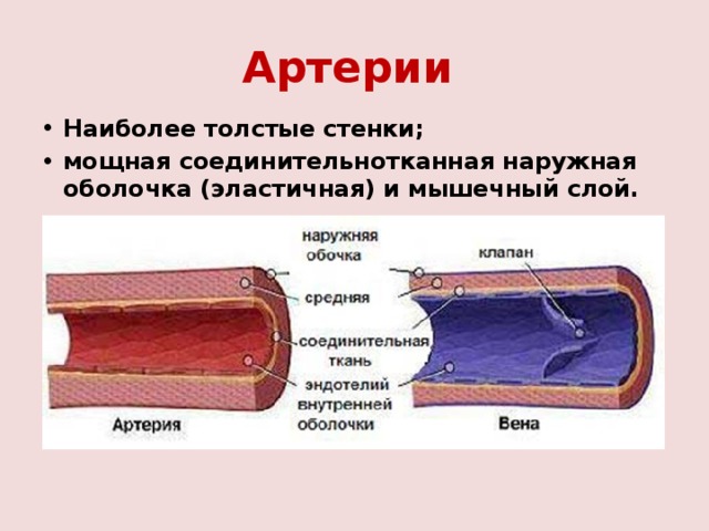Артерии  Наиболее толстые стенки; мощная соединительнотканная наружная оболочка (эластичная) и мышечный слой. 