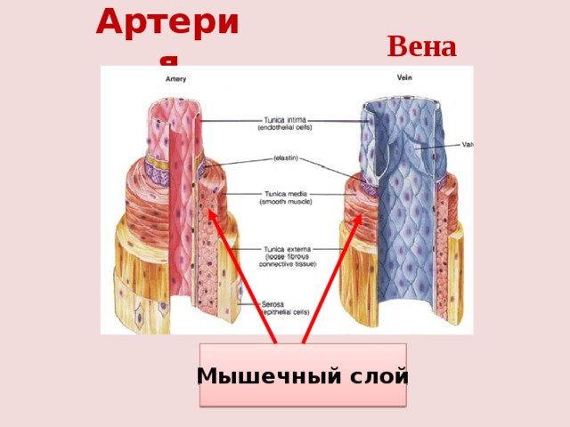 Вена Артерия Мышечный слой 