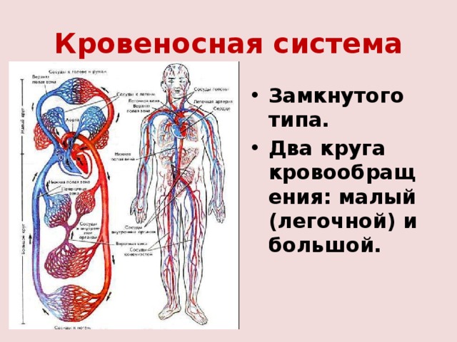Кровеносная система Замкнутого типа. Два круга кровообращения: малый (легочной) и большой. 