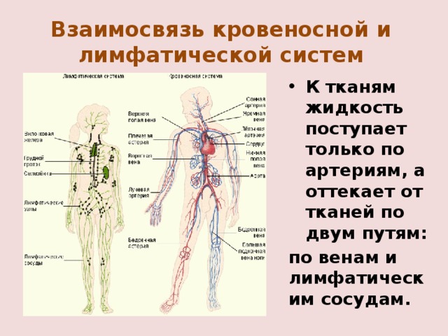 Взаимосвязь кровеносной и лимфатической систем К тканям жидкость поступает только по артериям, а оттекает от тканей по двум путям: по венам и лимфатическим сосудам. 