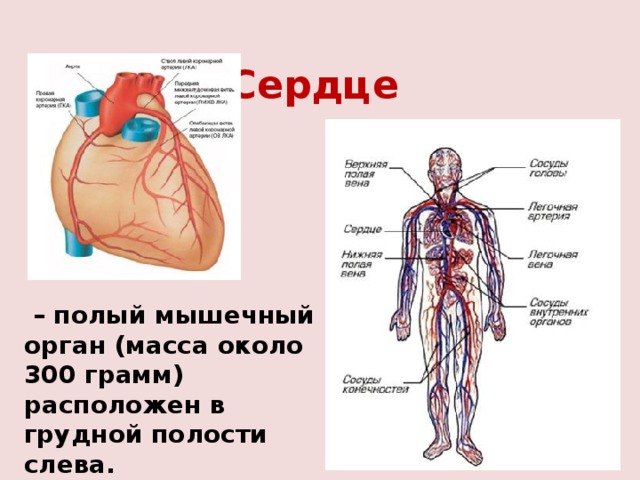 Сердце  – полый мышечный орган (масса около 300 грамм) расположен в грудной полости слева. 