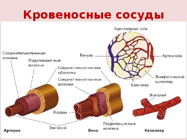 Кровеносные сосуды рисунок