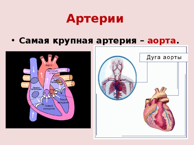 Артерии  Самая крупная артерия – аорта . 