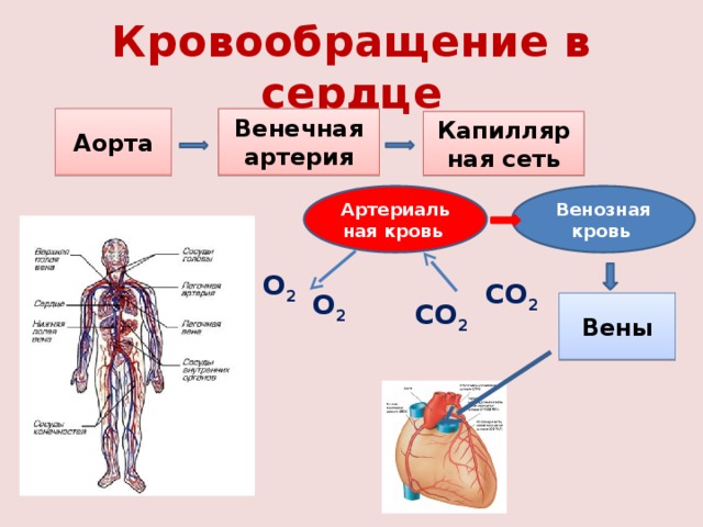 Кровообращение в сердце Аорта Венечная артерия Капиллярная сеть Артериальная кровь Венозная кровь О 2  СО 2 О 2 СО 2 Вены 